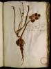  Fol. 30 

Hyacinthus moschum redolens. Dipkadi Chalcedonicum Lobel. Muscari herbariis. Bulbus vomitorius Matth.